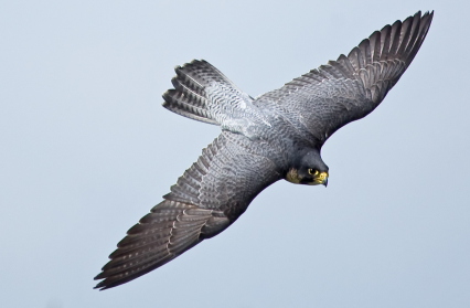 Tom Vowler: P is for Peregrine