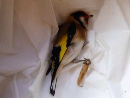 stunned-goldfinch-carduelis-carduelis