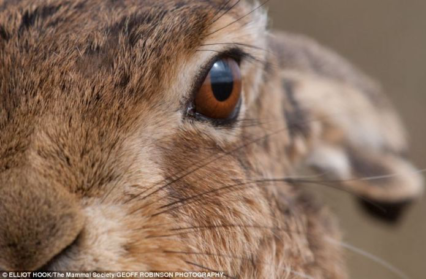 Elan Grug Muse Hare