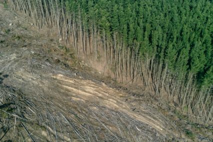 Deforestation plays a part in insect decline